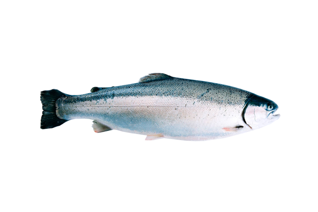 Whole trout