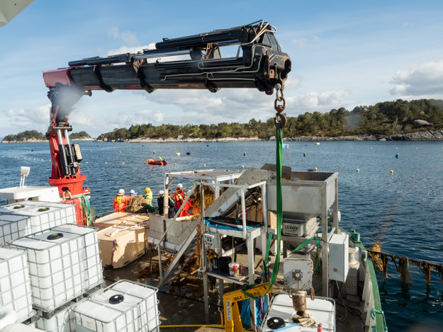 Over view picture: a machine is lifting a white container filled with sugar kelp. fylt med tare. 