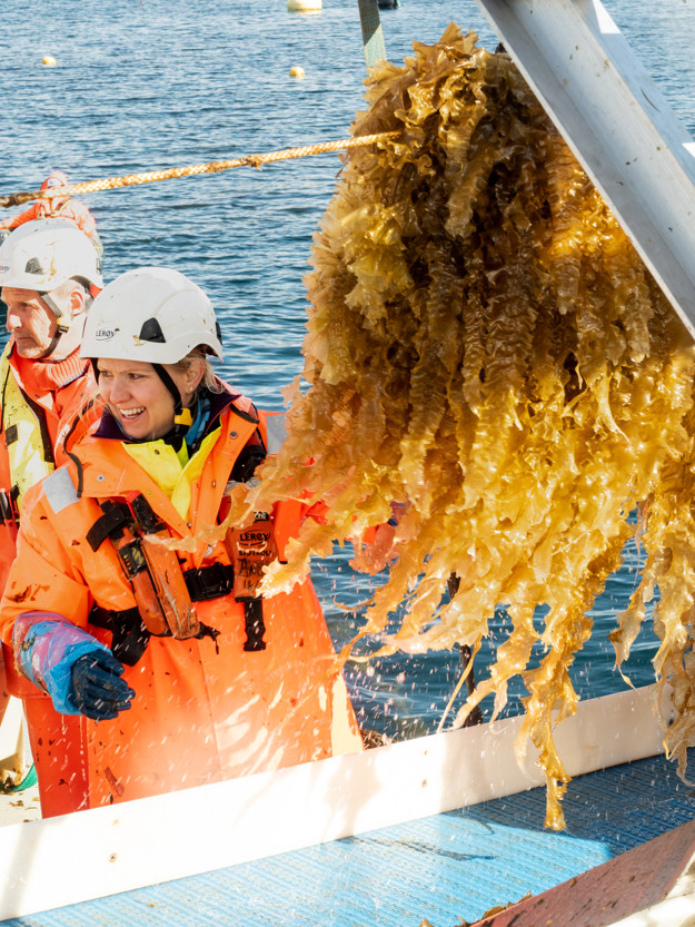 Ocean Forest ansatte ser på sukkertare med havet i bakgrunn.